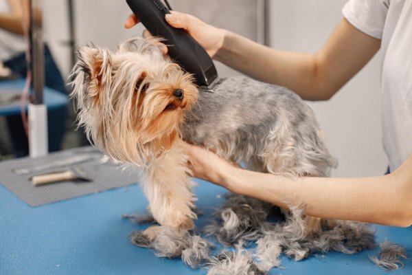 Deshedding Treatment